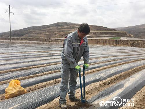 The local people are planting potatoes.