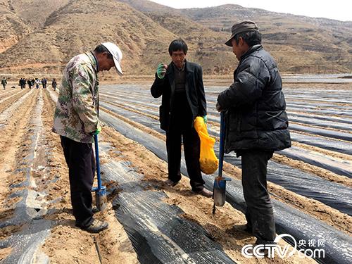 The local people cooperated to grow potatoes.